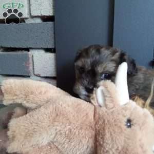 Scampy, Shih-Poo Puppy