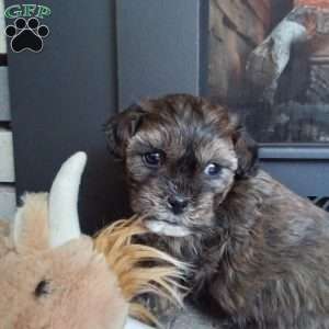 Scampy, Shih-Poo Puppy