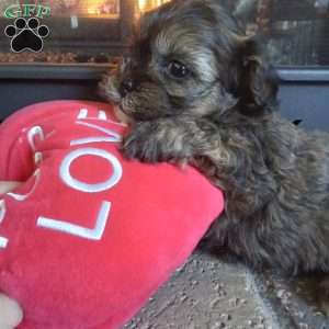 Scampy, Shih-Poo Puppy