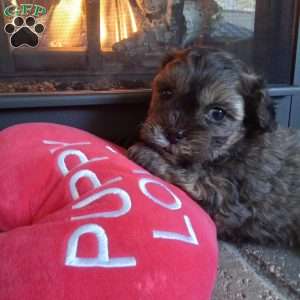 Scampy, Shih-Poo Puppy