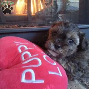 Scampy, Shih-Poo Puppy