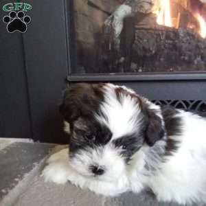 Sugar, Shih-Poo Puppy