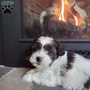 Sugar, Shih-Poo Puppy