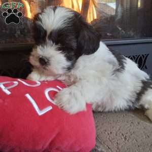 Sugar, Shih-Poo Puppy