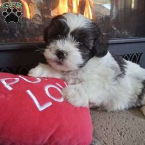 Sugar, Shih-Poo Puppy