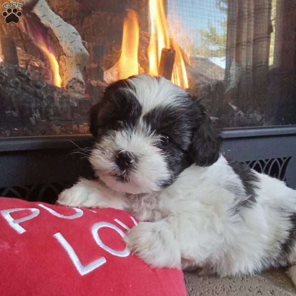 Sugar, Shih-Poo Puppy