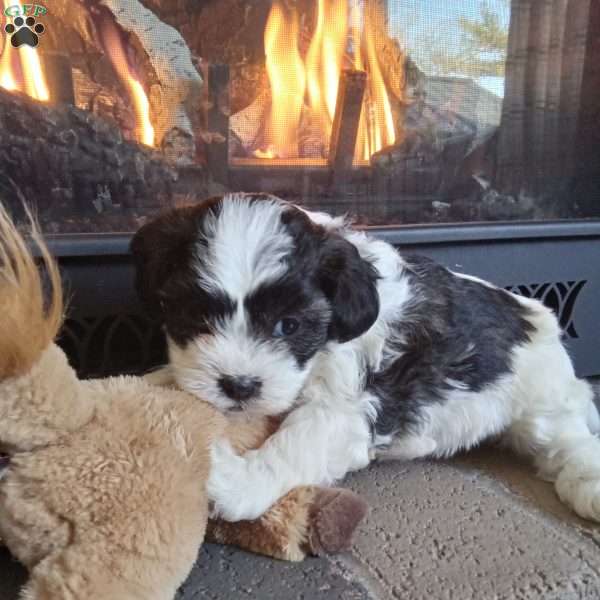 Honey, Shih-Poo Puppy
