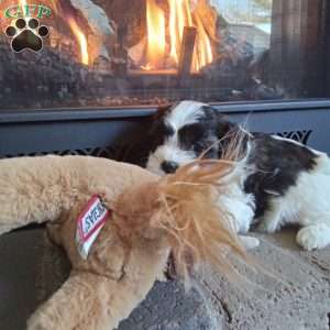 Honey, Shih-Poo Puppy