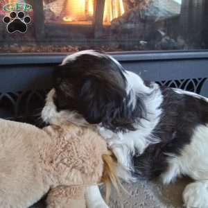 Honey, Shih-Poo Puppy