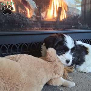 Honey, Shih-Poo Puppy