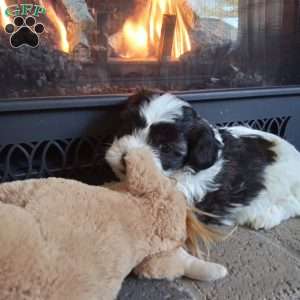 Honey, Shih-Poo Puppy