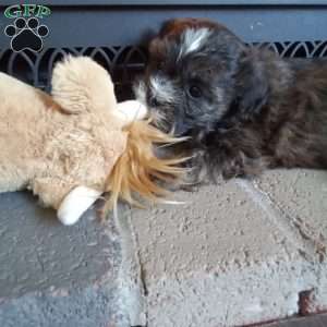 Rusty, Shih-Poo Puppy