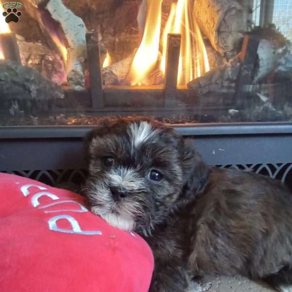 Rusty, Shih-Poo Puppy