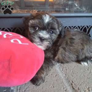 Rusty, Shih-Poo Puppy