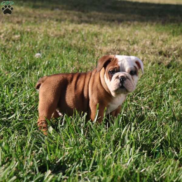 Conner, English Bulldog Puppy