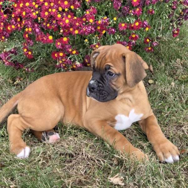 Cooper, Boxer Puppy