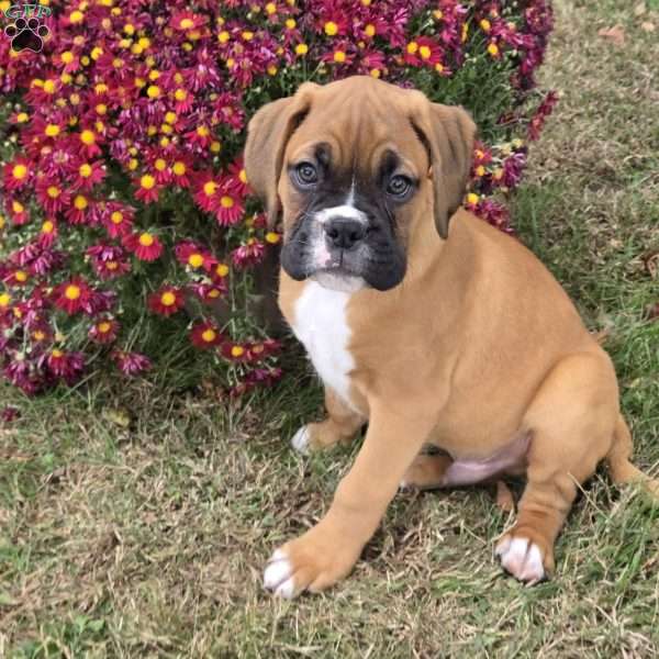 Max, Boxer Puppy