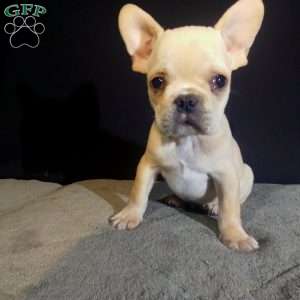 Ean, French Bulldog Puppy