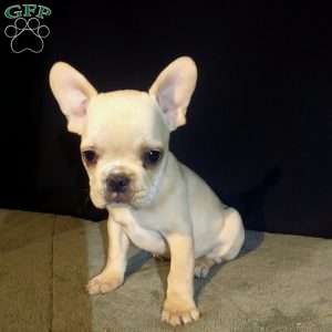 Ean, French Bulldog Puppy