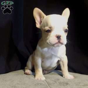 Sandy, French Bulldog Puppy