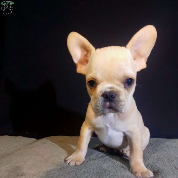 Ean, French Bulldog Puppy