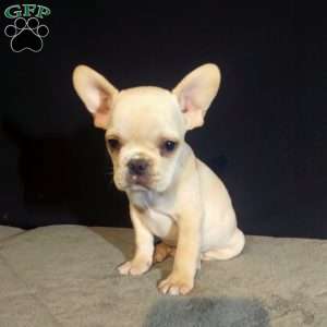 Ean, French Bulldog Puppy