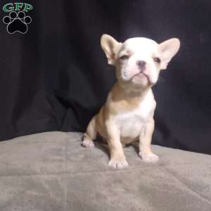 Sandy, French Bulldog Puppy