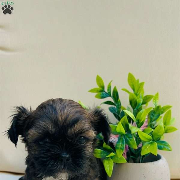 Baby, Shih Tzu Puppy