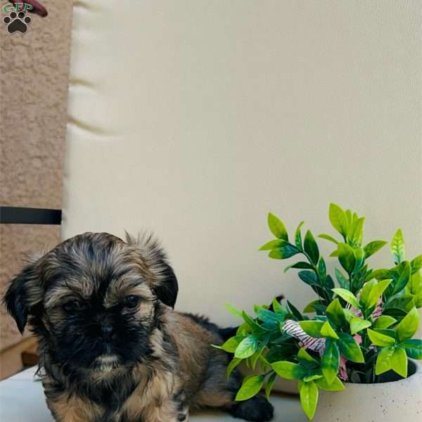 Griselda, Shih Tzu Puppy