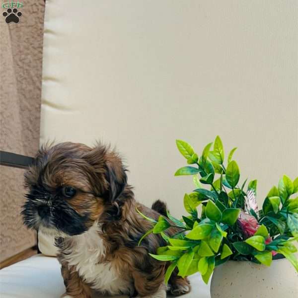 Socks, Shih Tzu Puppy