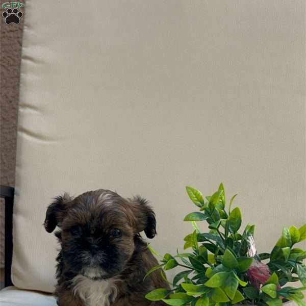 Star, Shih Tzu Puppy
