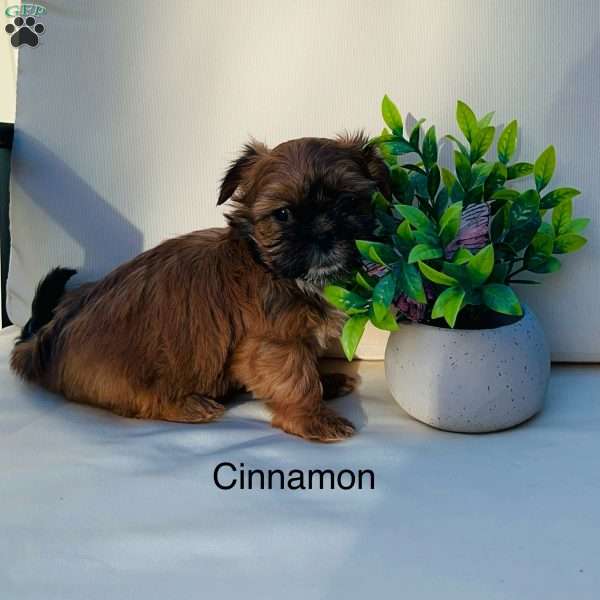 Cinnamon, Shih Tzu Puppy