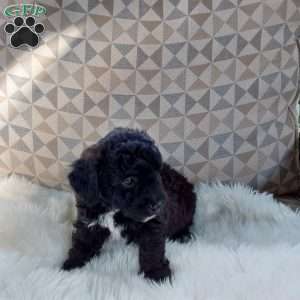 Stella, Mini Labradoodle Puppy
