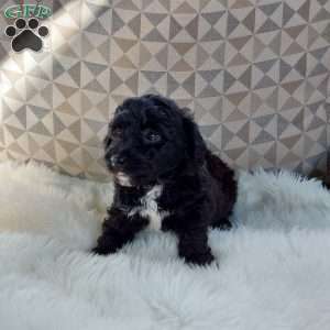 Stella, Mini Labradoodle Puppy