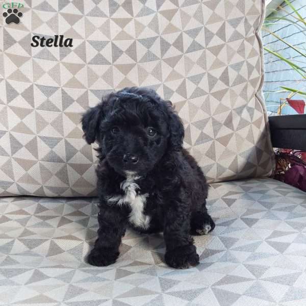 Stella, Mini Labradoodle Puppy