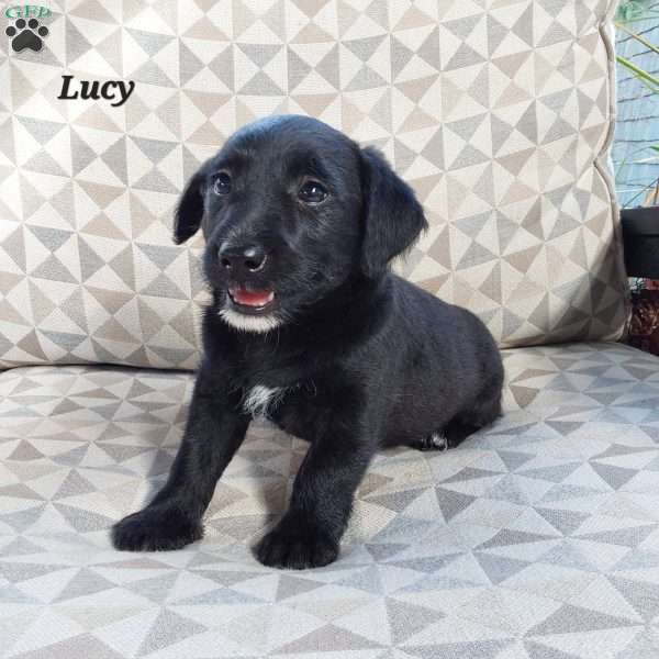 Lucy, Mini Labradoodle Puppy