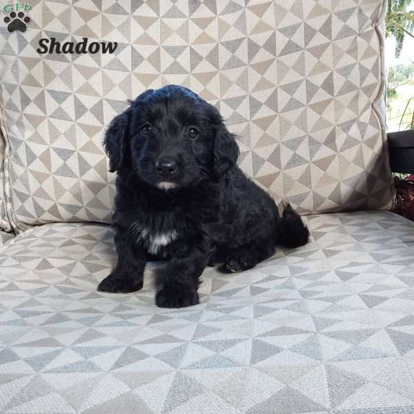 Shadow, Mini Labradoodle Puppy