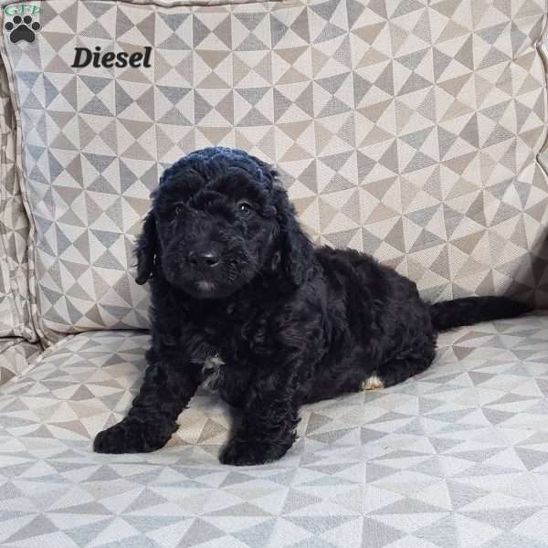 Diesel, Mini Labradoodle Puppy