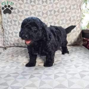 Diesel, Mini Labradoodle Puppy
