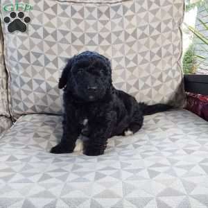 Diesel, Mini Labradoodle Puppy
