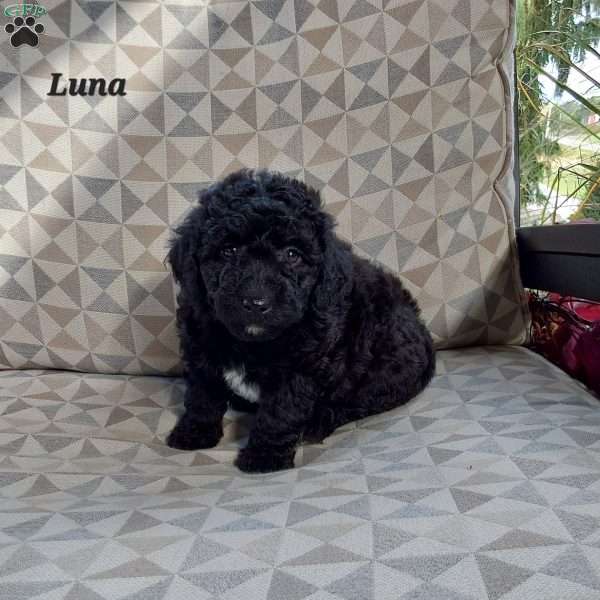 Luna, Mini Labradoodle Puppy