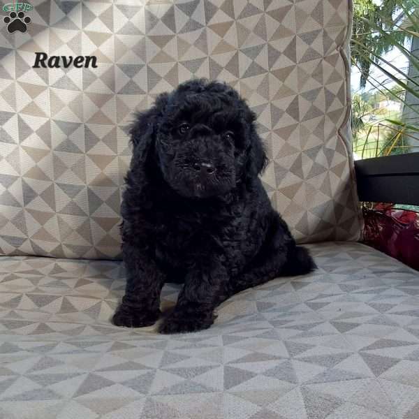 Raven, Mini Labradoodle Puppy