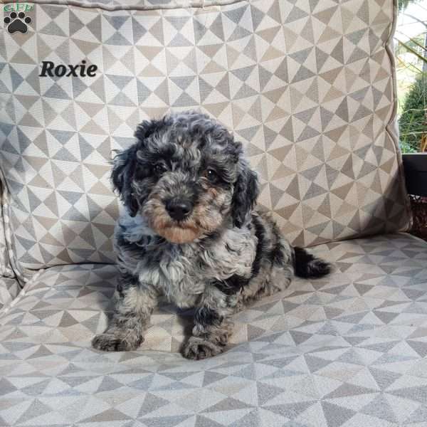 Roxie, Mini Labradoodle Puppy