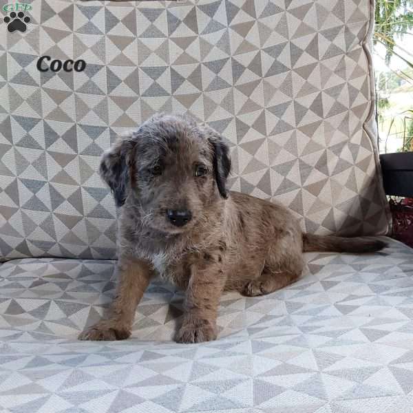 Coco, Mini Labradoodle Puppy