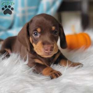 Quentin, Dachshund Puppy