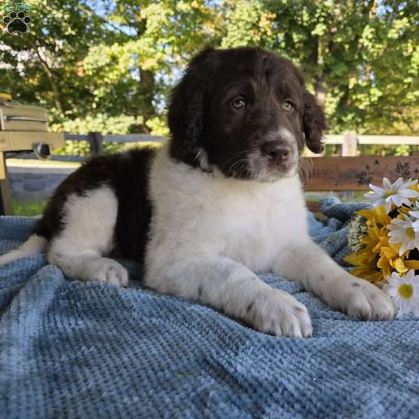 Gunner, Newfypoo Puppy