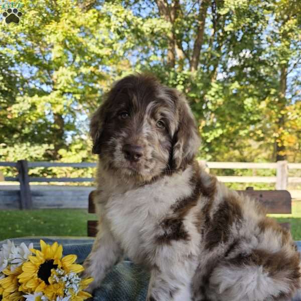 Duncan, Newfypoo Puppy