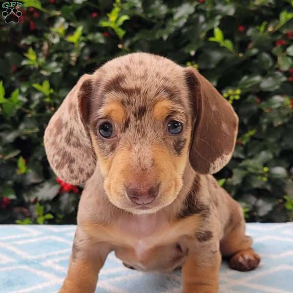 Quinnley, Dachshund Puppy