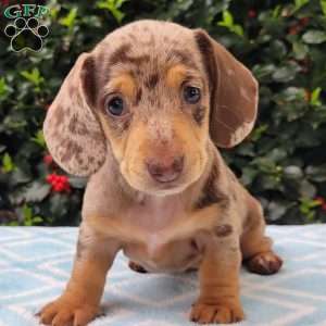 Quinnley, Dachshund Puppy