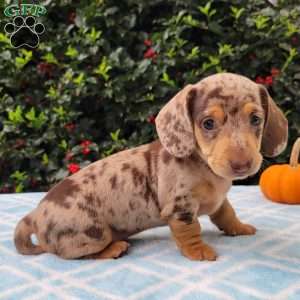 Quinnley, Dachshund Puppy